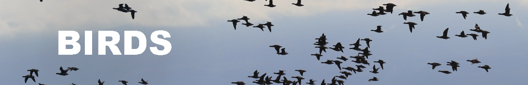 birds-header birds-header