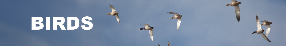 birds-header birds-header