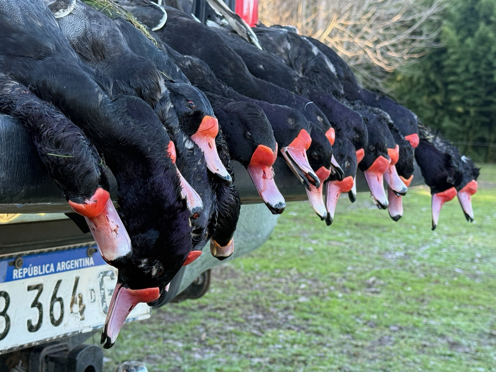 Ducks hanging from a vehicle, showcasing successful duck hunting in Argentina, featuring Rosy-billed Pochards with distinct red bills and black plumage, set against a grassy background.