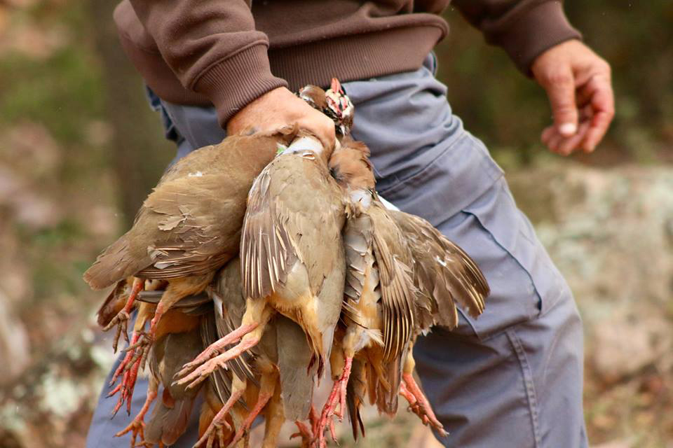 Hunter carrying harvested red-legged partridges in a natural setting, reflecting Spain's wingshooting tradition at El Despeñadero estate.