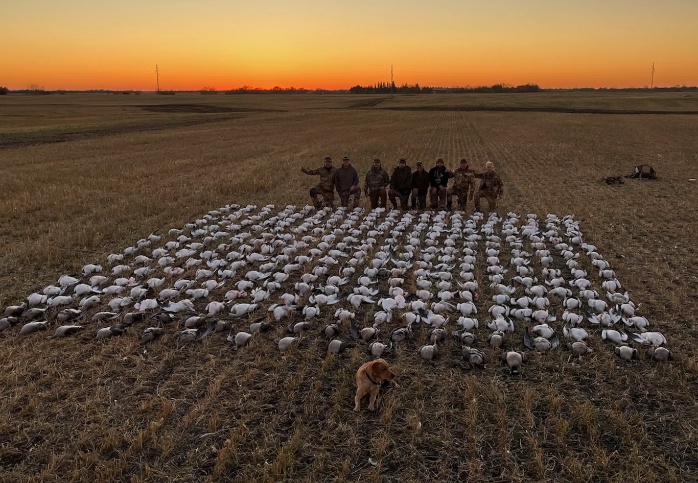 IMG_0001 Group of hunters celebrating a successful Sandhill crane and waterfowl hunt in Saskatchewan, with harvested birds arranged in a grid on the prairie at sunset.