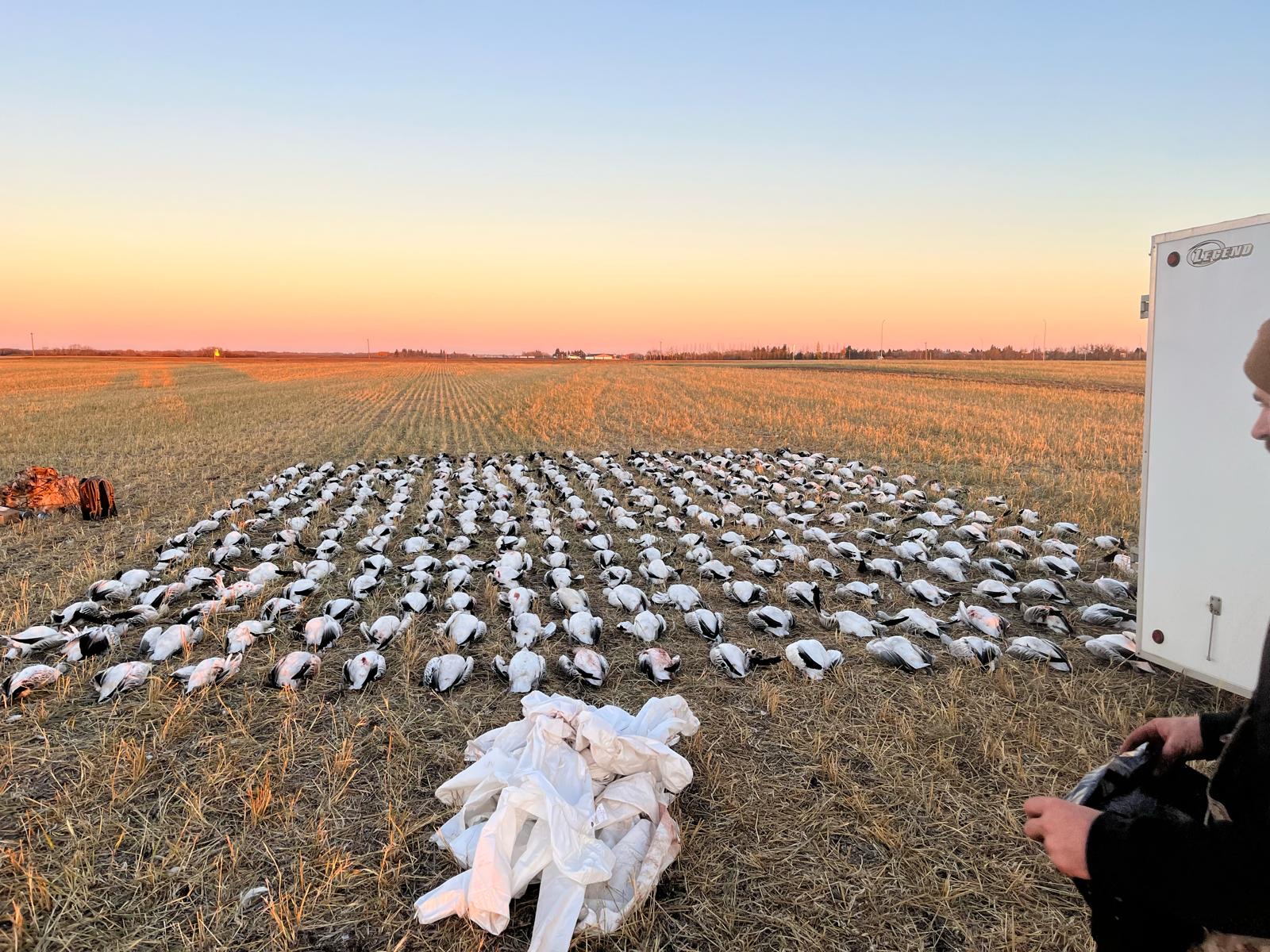 Field with a grid of harvested waterfowl, including Canada geese, against a sunset backdrop, showcasing successful waterfowl hunting in Saskatchewan.
