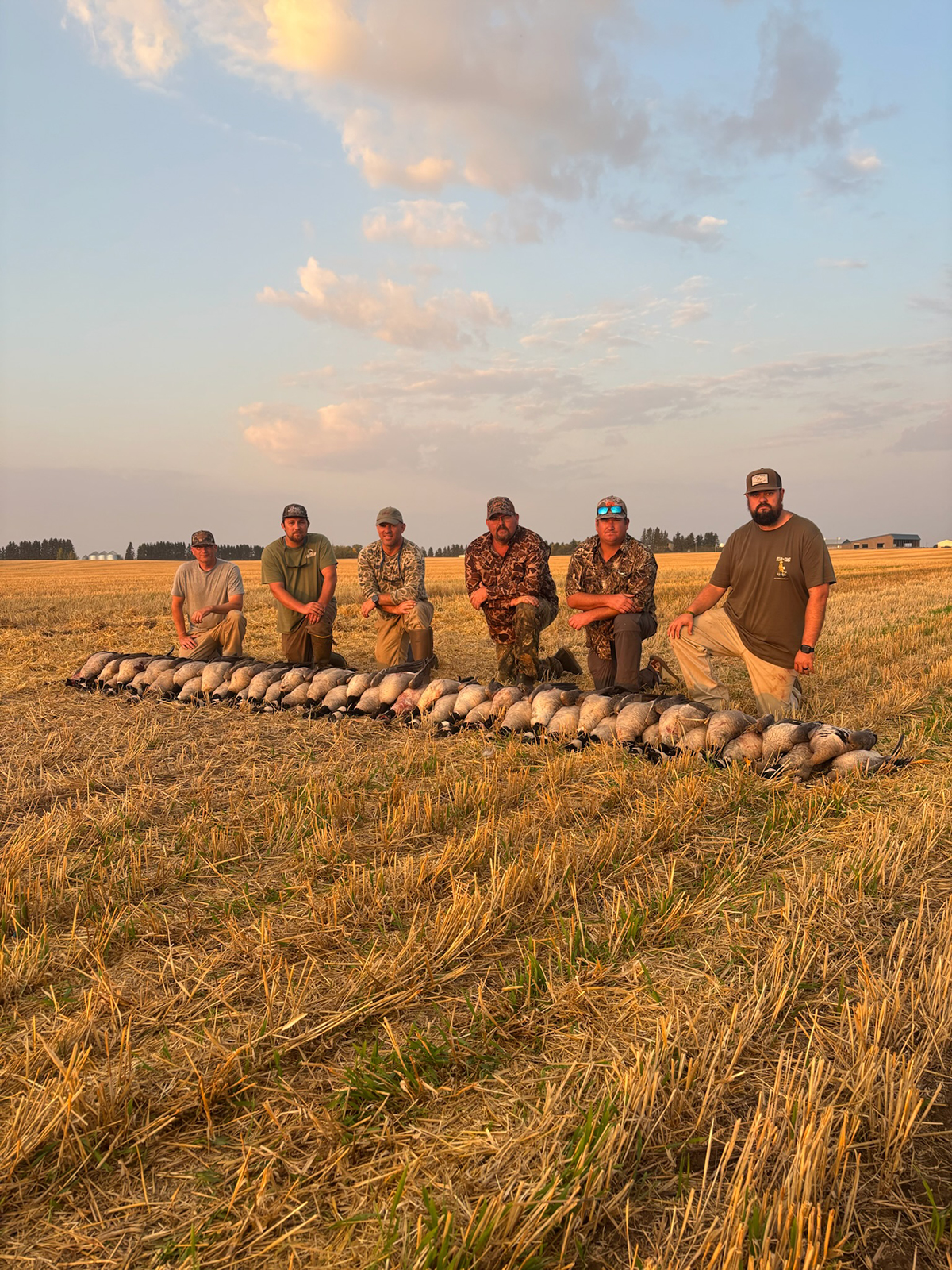 Group of hunters posing in a harvested field with a line of Canada geese, showcasing a successful waterfowl hunt in Saskatchewan, emphasizing the prairie migration experience.