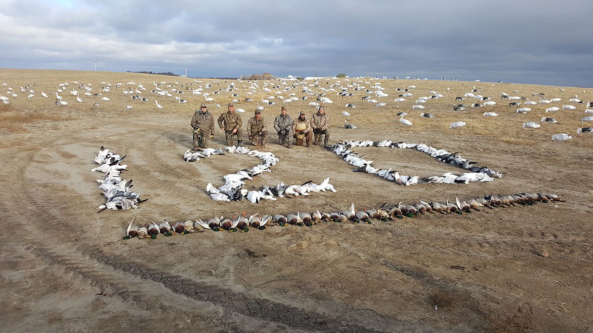 Hunters posing with a successful waterfowl harvest, featuring a display of Canada geese and ducks arranged in a circle with the number "120," set against a landscape of migrating birds in Saskatchewan's prairie.