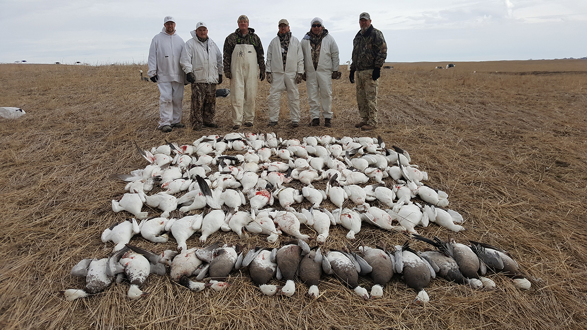 Hunters standing in a field with a large pile of harvested snow geese and Canada geese, showcasing successful waterfowl hunting in Canada.