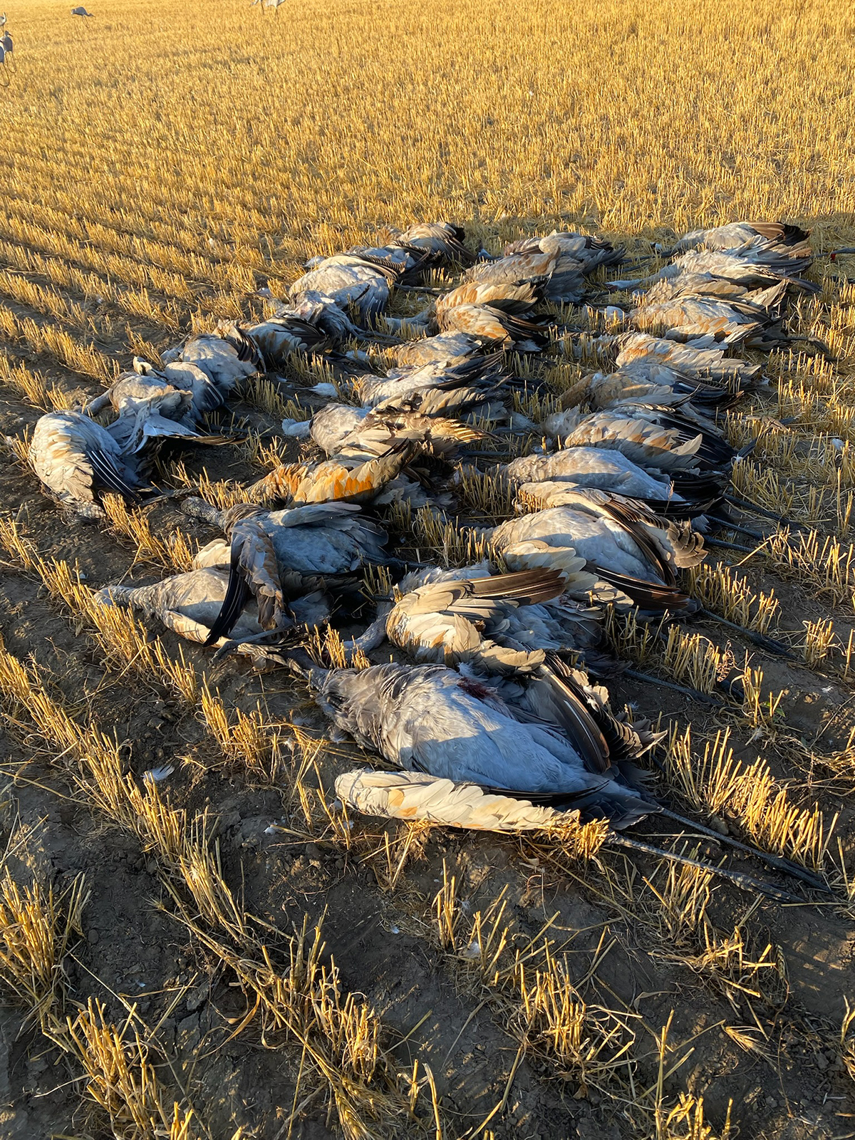 Row of deceased Sandhill cranes in a harvested field, showcasing the results of a successful waterfowl hunt in Alberta, Canada.