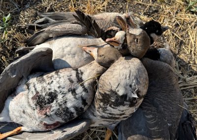 Group of harvested waterfowl including Canada geese and ducks, showcasing successful hunting experience in Alberta's hunting territory.