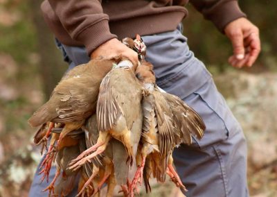 Hunter holding a catch of red-legged partridges, showcasing the successful outcome of a driven shooting experience at El Despeñadero in Spain.