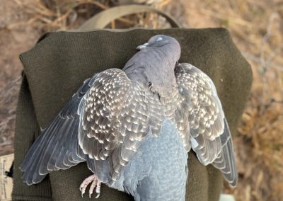 Pigeon resting on a green hunting jacket, showcasing its detailed plumage, symbolizing the high-volume shooting experience at Estancia La Emilia in Argentina.