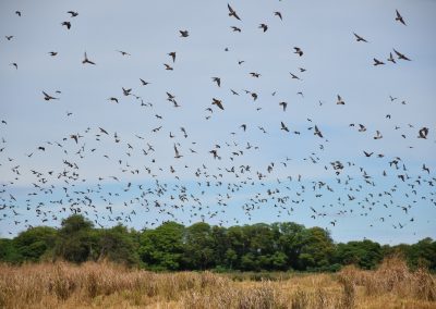 Flock of doves flying over a grassy field near Estancia Las Palomas, highlighting Argentina's premier dove hunting region.