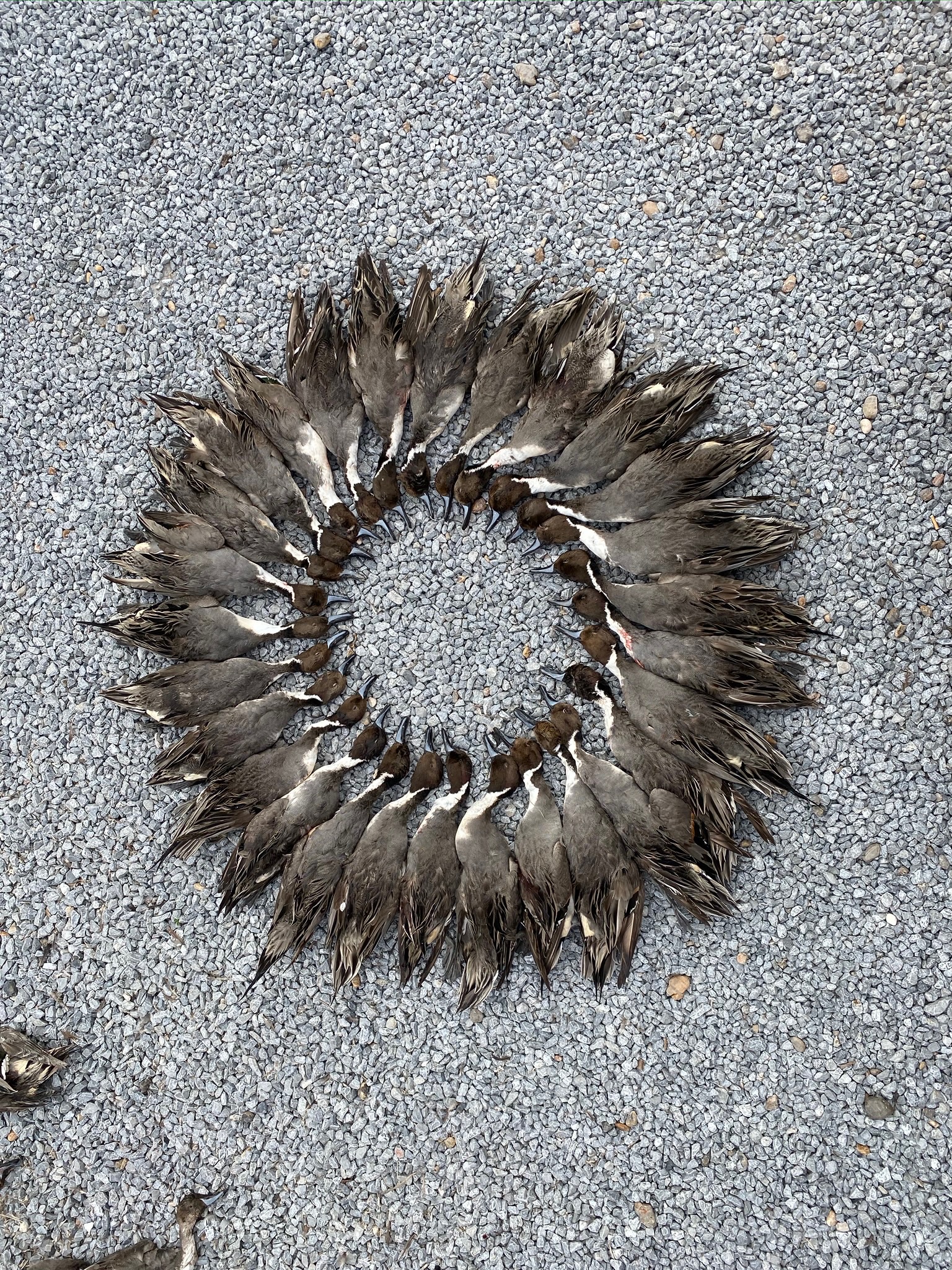 Arrangement of harvested dove in a circular display on gravel, highlighting successful wingshooting experience in Mexico.