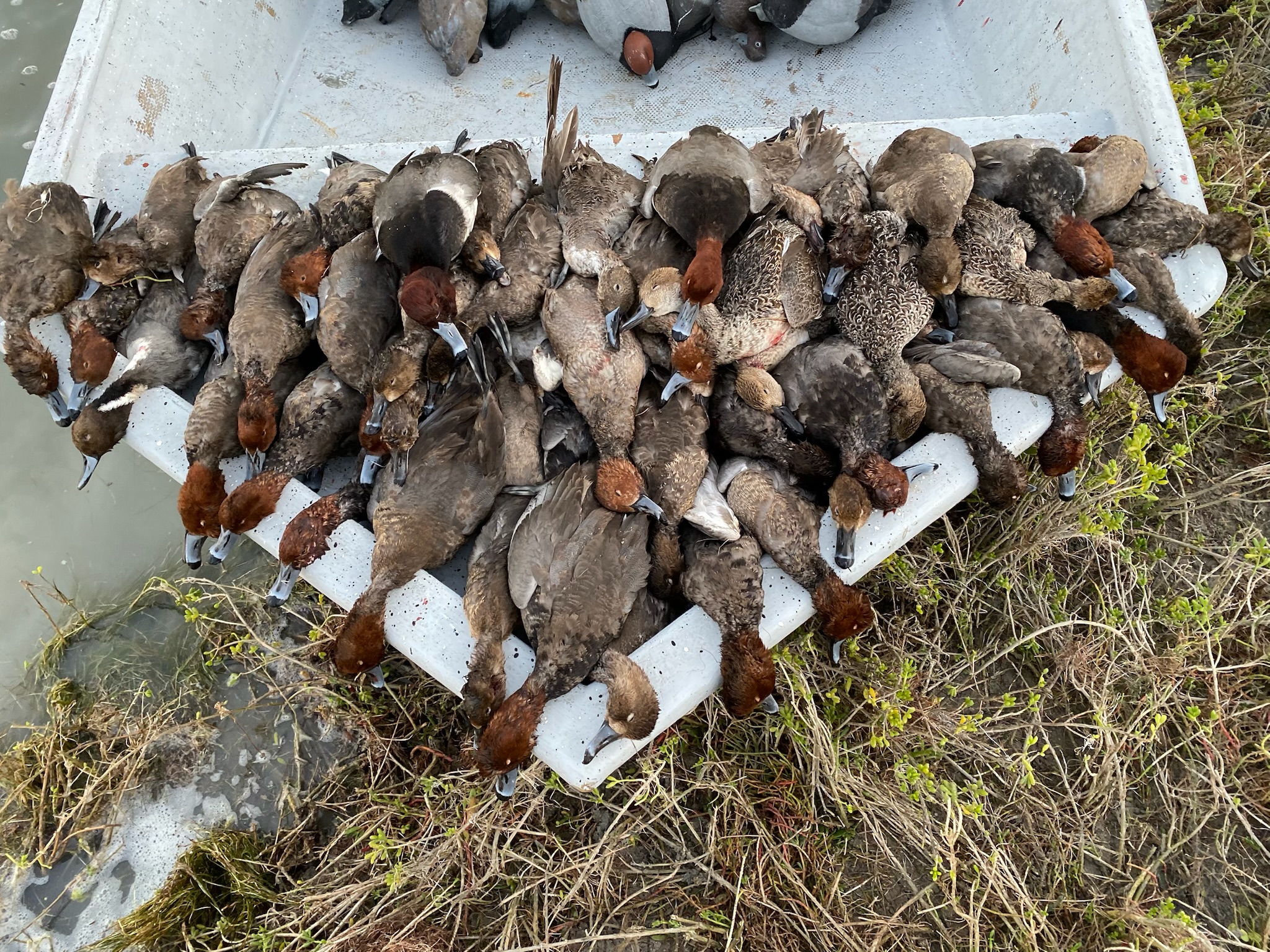 Duck hunting success with a large pile of harvested ducks in a boat, highlighting the experience at Wings Inc's hunting lodges in Mexico.