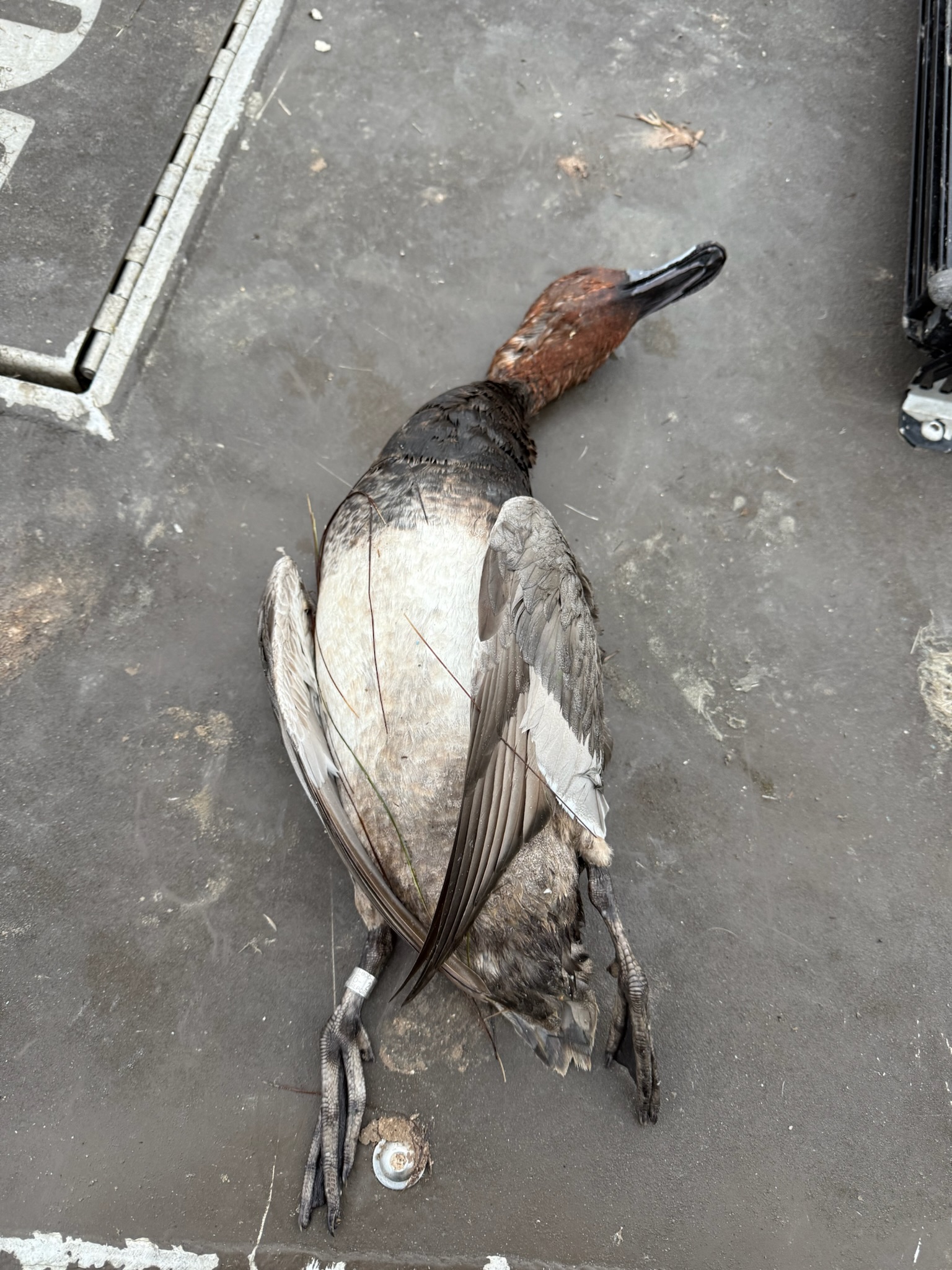 Duck harvested during a wingshooting trip, showcasing the bird's plumage and details on a hunting surface, relevant to Mexico's duck hunting experiences.