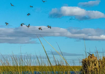Ducks flying over wetlands near hunting blind at Estancia Santa Rita, Argentina, showcasing waterfowl hunting environment.