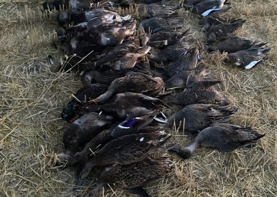 Ducks harvested during a successful hunting trip in Saskatchewan, showcasing the region's rich waterfowl population and hunting opportunities.