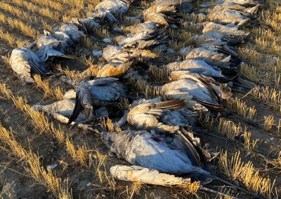 Dead sandhill cranes in a harvested field, showcasing the results of a successful waterfowl hunt in Saskatchewan, highlighting the hunting experience offered by Wings Inc.