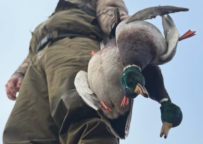 Hunter holding two mallard ducks after a successful guided hunt in the Columbia Basin.