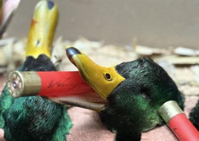 Mallard ducks with shotgun shells, representing the hunting experience at Pacific Wings in the Columbia Basin.