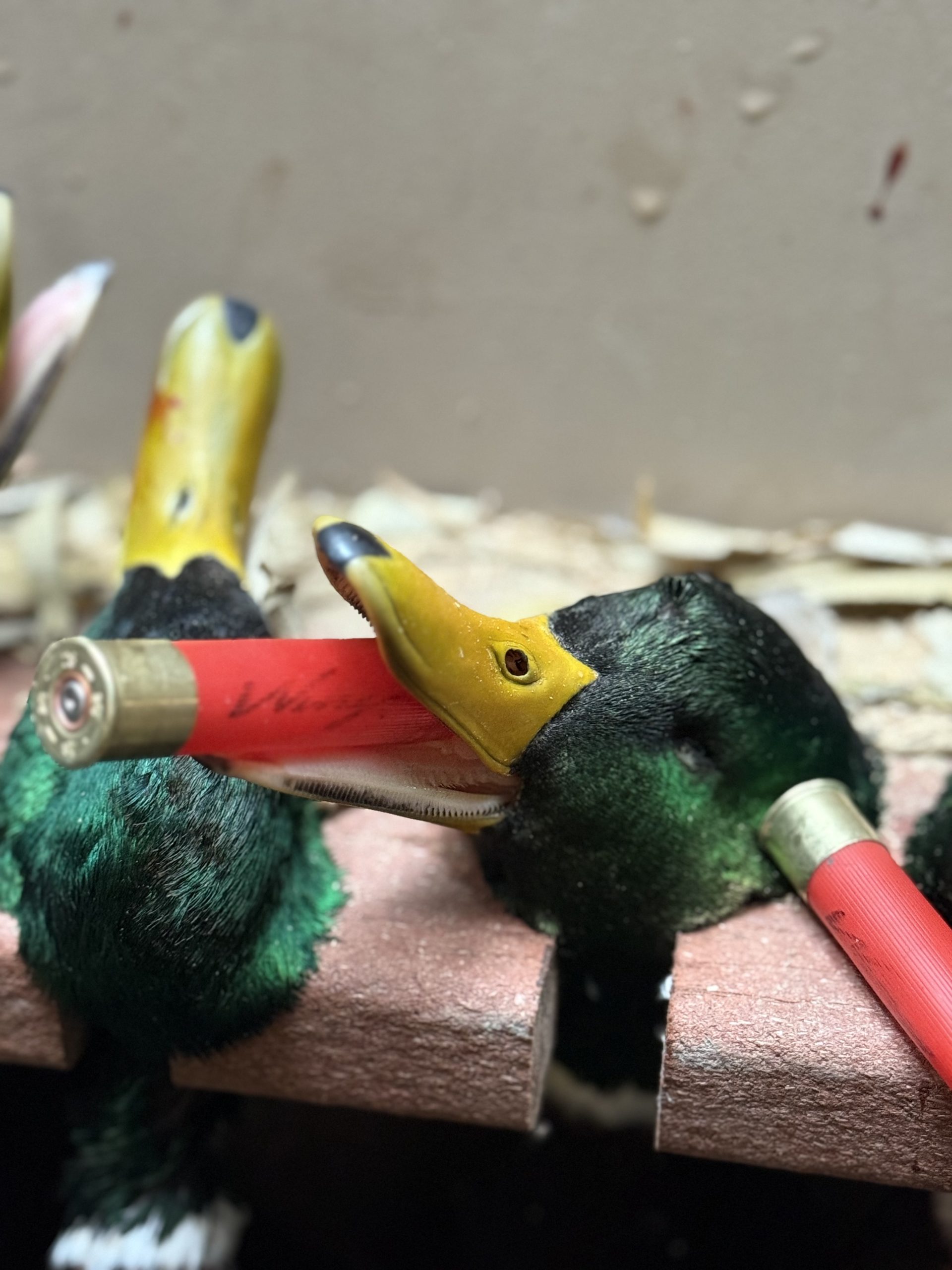 Mallard ducks resting with shotgun shells in their beaks, highlighting the hunting experience in Washington's premier mallard operation.