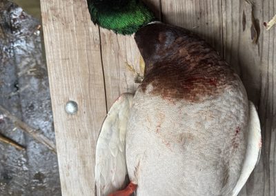 Mallard duck resting on wooden surface, showcasing vibrant green head and distinctive plumage, representing successful hunting experience at Pacific Wings in the Columbia Basin.