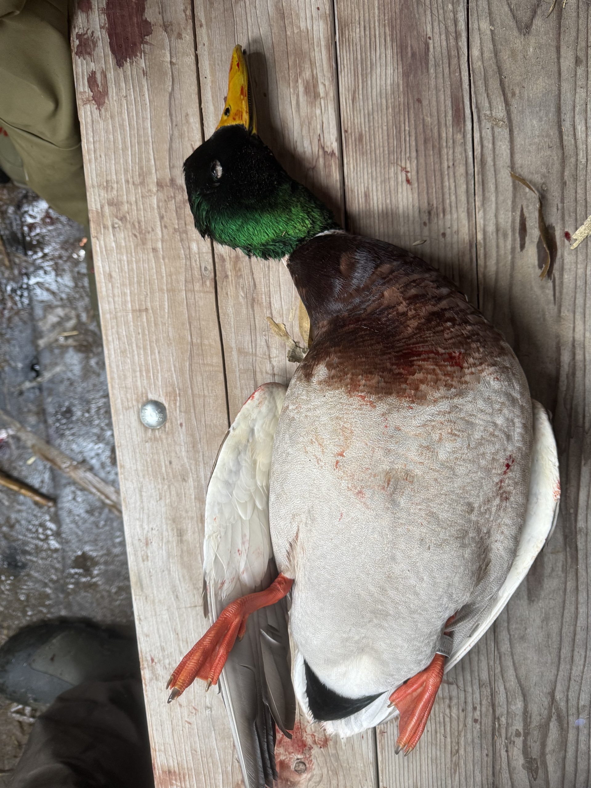 Mallard duck on wooden surface, showcasing vibrant green head, orange feet, and detailed plumage, reflecting successful waterfowl hunting experience in Washington.