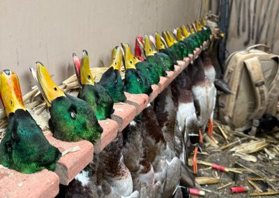 Row of mallard ducks displayed after a successful guided hunt at Pacific Wings in the Columbia Basin, highlighting the quality of the hunting experience.