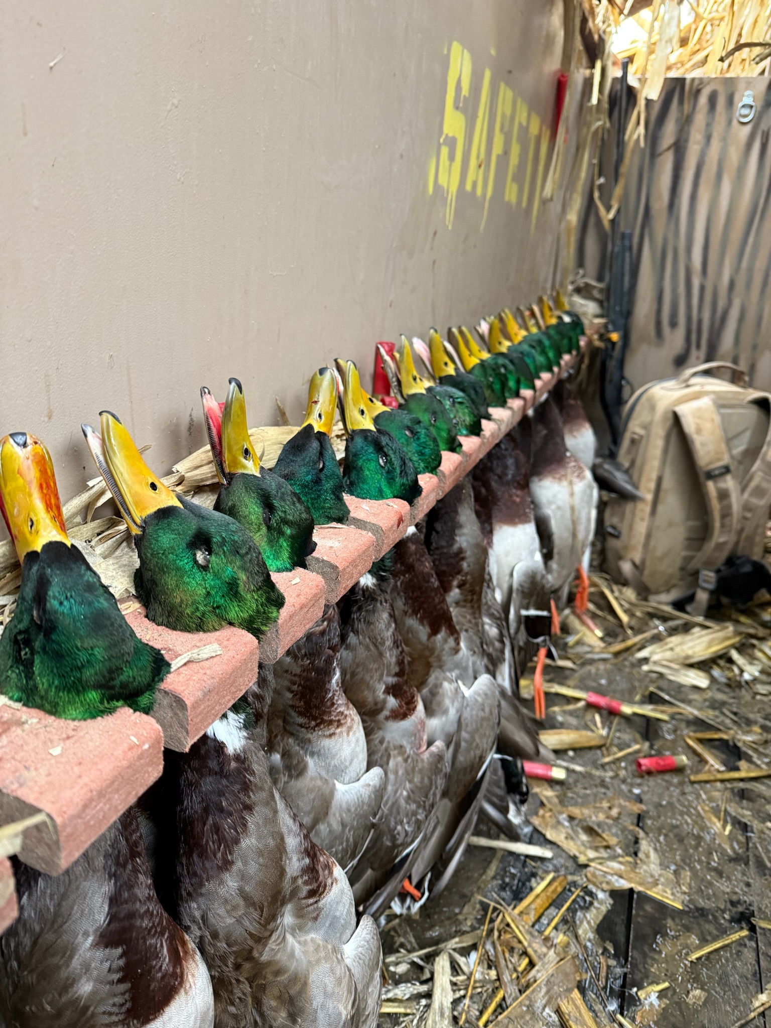 Mallard ducks lined up in a hunting blind, showcasing the successful catch during a Washington mallard hunting trip, with straw and gear in the background.
