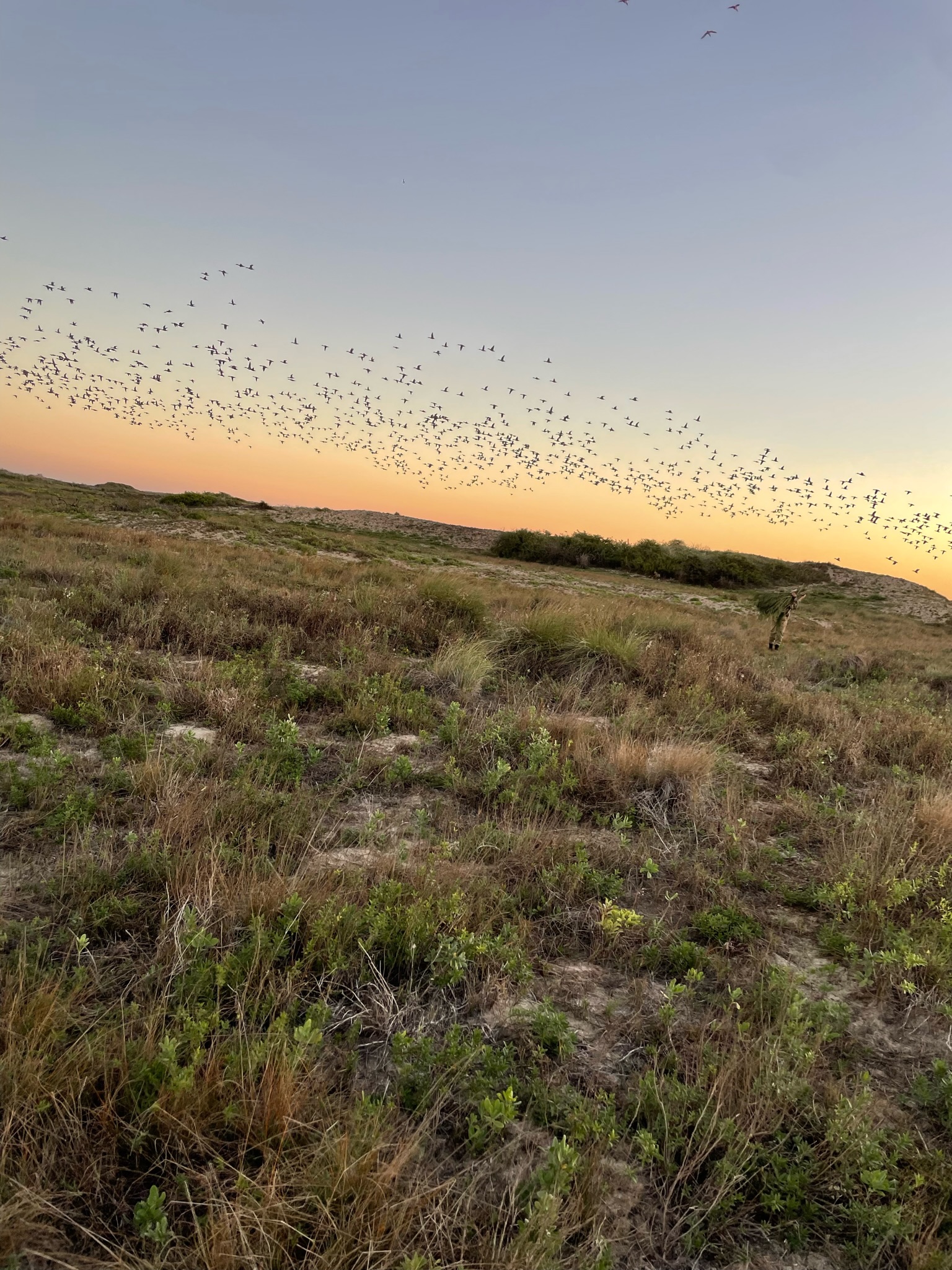 Flock of birds flying over grassy landscape at sunset, illustrating the vibrant wildlife experience in Mexico's duck hunting regions.