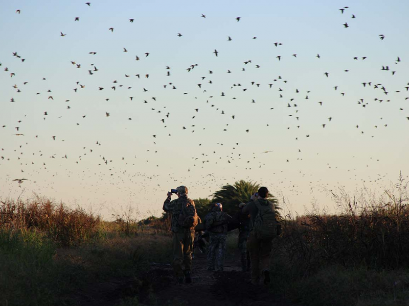 Doves flying over a field in Cordoba, Argentina