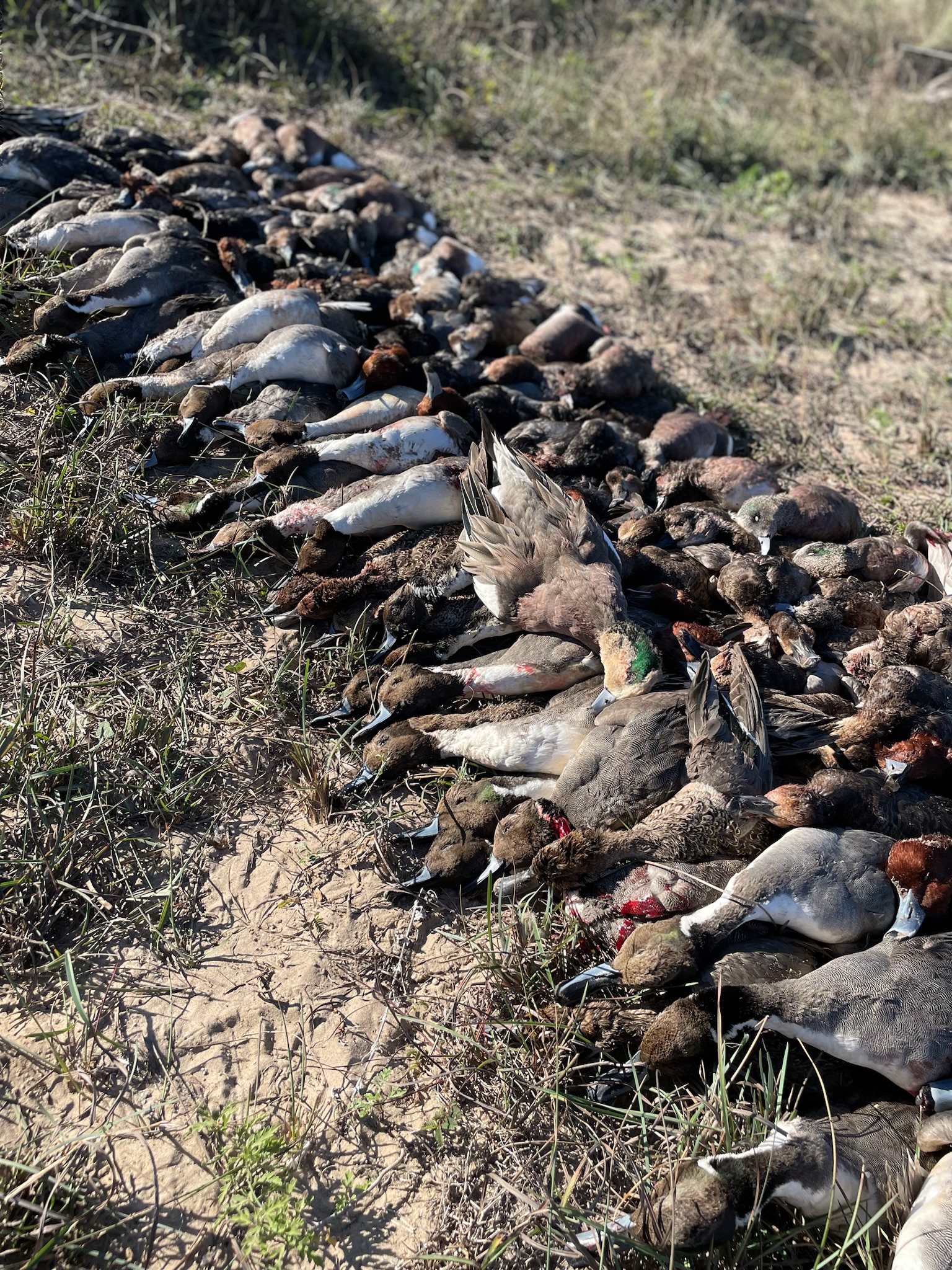 Abundant pile of harvested ducks illustrating Mexico wingshooting adventure.